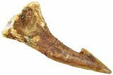 Fossil Sawfish (Onchopristis) Rostral Barb - Morocco #322867-1